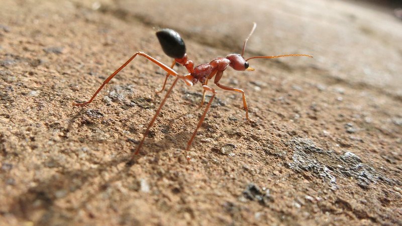 Modelling Ant locomotion